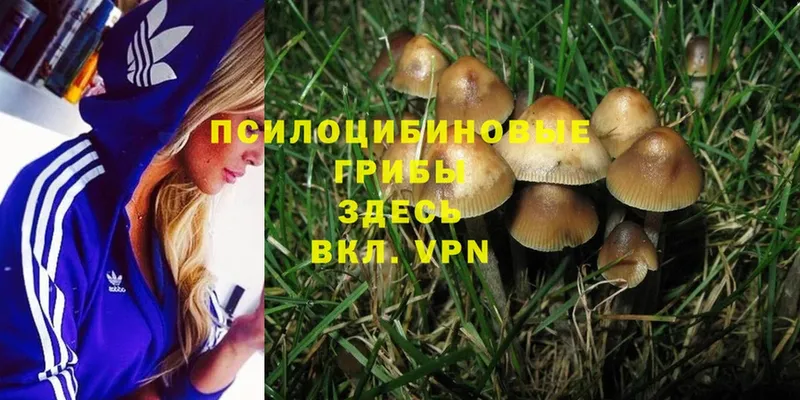 наркота  Боровск  мега как войти  Галлюциногенные грибы Magic Shrooms 